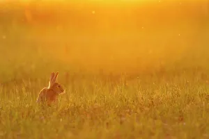 European rabbit (Oryctolagus cuniculus) in steppe habitat. Alfaro, La Rioja, Ebro Valley, Spain. Endangered species