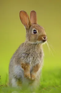 European rabbit (Oryctolagus cuniculus) young rabbit stands alert in grass, Norfolk, UK, June. Non-ex