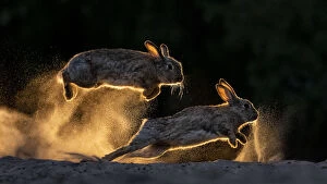 European rabbits (Oryctolagus cuniculus) fighting each other, Kiskunsag National Park, Hungary