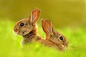 Lagomorphs Prints: European rabbits (Oryctolagus cuniculus) juveniles emerging from burrow, Cheshire, UK May