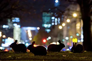 Nocturnal Prints: European rabbits (Oryctolagus cuniculus) at night in urban park near l'Arc de Triomphe