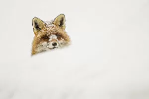 European red fox (Vulpes vulpes) peeking out of a snow bank