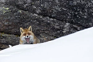 European red fox (Vulpes vulpes crucigera) in deep snow in front of steep rocks
