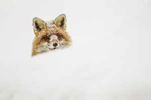 European red fox (Vulpes vulpes) peeking out of a snow bank
