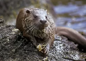 Lutra Lutra Collection: European river otter juvenile male eating crab, Shetland Isles, UK