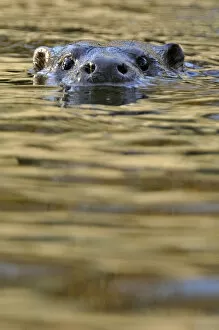 Images Dated 27th November 2011: European river otter (Lutra lutra) swimming with head just above water, in river