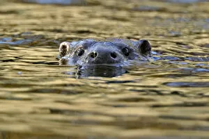 Images Dated 27th November 2011: European river otter (Lutra lutra) swimming with head stickig above water, river