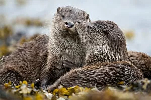 Images Dated 23rd July 2011: European river otter (Lutra lutra) cub grooming sibling, Shetland, Scotland, UK, July