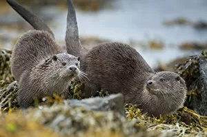 Images Dated 25th July 2011: European river otter (Lutra lutra) female and cub sprainting, Shetland, Scotland