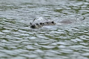 Images Dated 24th September 2010: European river otter (Lutra lutra) swimming in lake with cub, Wales, UK, October