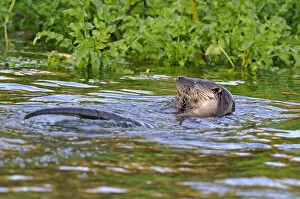 Images Dated 27th November 2011: European river otter (Lutra lutra) eating small fish, Dorset, UK, November