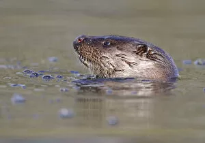 Images Dated 30th November 2011: European river otter (Lutra lutra) head sticking out of water, river, Dorset, UK