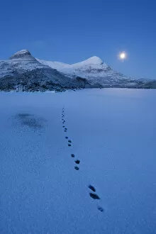 Images Dated 22nd December 2010: European river otter (Lutra lutra) footprints crossing frozen Loch Lurgainn at dawn