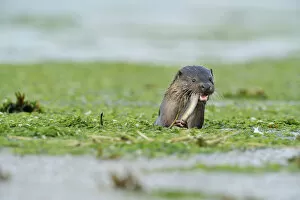 Images Dated 2nd July 2009: European river otter (Lutra lutra) feeding on eel in estuary of River Tweed, Northumberland