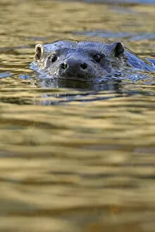 European river otter (Lutra lutra) swimming with head just above surface, river, Dorset