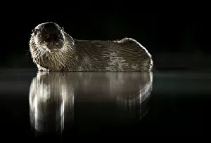 Images Dated 15th April 2020: European river otter (Lutra lutra) reflected in water at night. Lincolnshire, England, UK