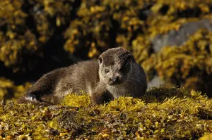European river otter (Lutra lutra) adult resting on seaweed, Isle of Mull, Scotland, UK