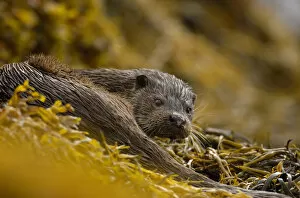 Images Dated 15th May 2008: European river otter (Lutra lutra) adult amongst seaweed, Isle of Mull, Scotland, UK