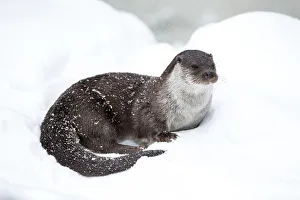 European river otter (Lutra lutra) Bavarian Forest National Park, Germany, January