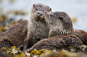 European river otter (Lutra lutra) cub grooming sibling, Shetland, Scotland, UK, July