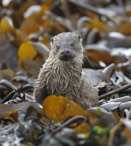 European river otter (Lutra lutra) cub amongst kelp on shoreline, Shetland Isles