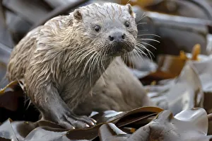 European river otter (Lutra lutra) cub amongst kelp on shoreline, Shetland Isles