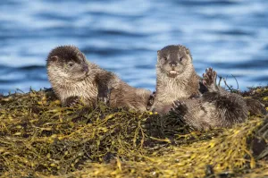 European river otter (Lutra lutra) cubs aged four months play fighting on Knotted wrack seaweed