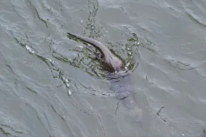 European river otter (Lutra lutra) diving to forage in the River Tweed, Scotland