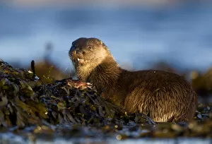 Images Dated 30th November 2009: European river otter (Lutra lutra) eating fish, resting on seaweed, Isle of Mull