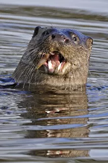 Images Dated 30th November 2011: European river otter (Lutra lutra) eating fish, in river, Dorset, UK, November
