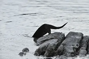 European river otter (Lutra lutra) entering sea from rocks, Ardnamurchan, Scotland