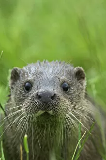 Otters Gallery: European river otter {Lutra lutra} face portrait, captive, UK