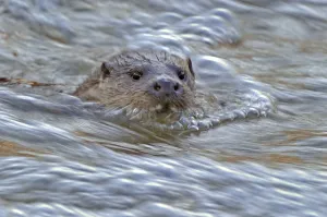 European river otter (Lutra lutra) in fast flowing river, Dorset, UK, December