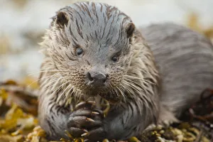 European river otter (Lutra lutra) feeding on a Scorpion fish (Taurulus bubalis)