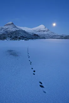 European river otter (Lutra lutra) footprints crossing frozen Loch Lurgainn at dawn