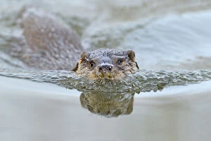 Otters Gallery: European river otter (Lutra lutra) in habitat, Dorset, UK, controlled conditions