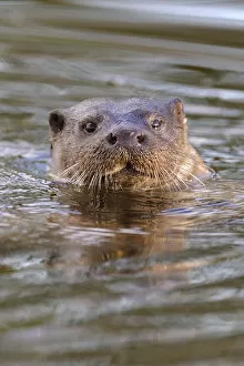 Lutra Lutra Gallery: European river otter (Lutra lutra) head portrait, in river, Dorset, UK, November