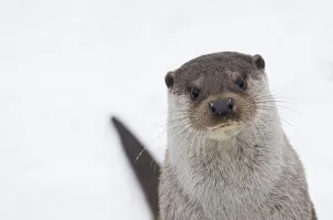 European river otter (Lutra lutra) head portrait against snow, Netherlands, captive