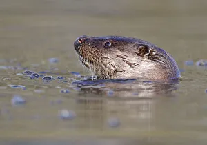 European river otter (Lutra lutra) head sticking out of water, river, Dorset, UK