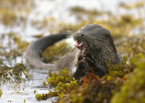 European river otter (Lutra lutra) holding fish amongst wetland vegetation. Island of Mull