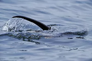 European river otter (Lutra lutra) hunting in sea, tail above water, Ardnamurchan