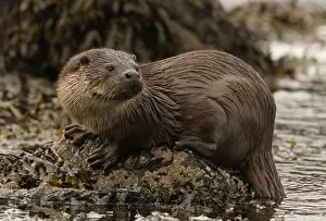 Lutra Lutra Collection: European river otter {Lutra lutra} male on coast, Shetland Islands, Scotland, UK
