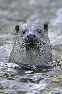 Images Dated 30th November 2011: European river otter (Lutra lutra) portrait, in river, Dorset, UK, November