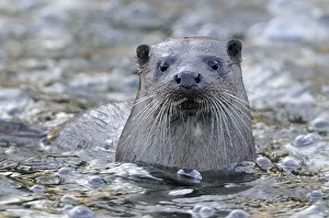Images Dated 30th November 2011: European river otter (Lutra lutra) portrait, in river, Dorset, UK, November