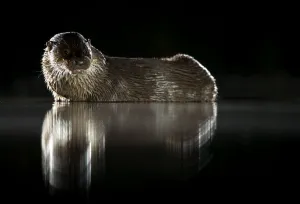 European river otter (Lutra lutra) reflected in water at night. Lincolnshire, England, UK
