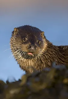 European river otter (Lutra lutra) resting amongst the seaweed, Isle of Mull, Inner Hebrides