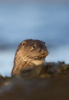 European river otter (Lutra lutra) resting amongst the seaweed, Isle of Mull, Inner Hebrides