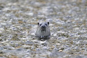 European river otter (Lutra lutra) in river, Dorset, UK, November. 2020VISION Exhibition