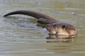 European river otter (Lutra lutra) in river, Dorset, UK, November