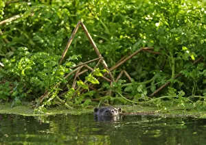 Images Dated 30th November 2011: European river otter (Lutra lutra) on river, Dorset, UK, Noveber